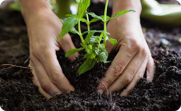 Why you need it? What are trace minerals?