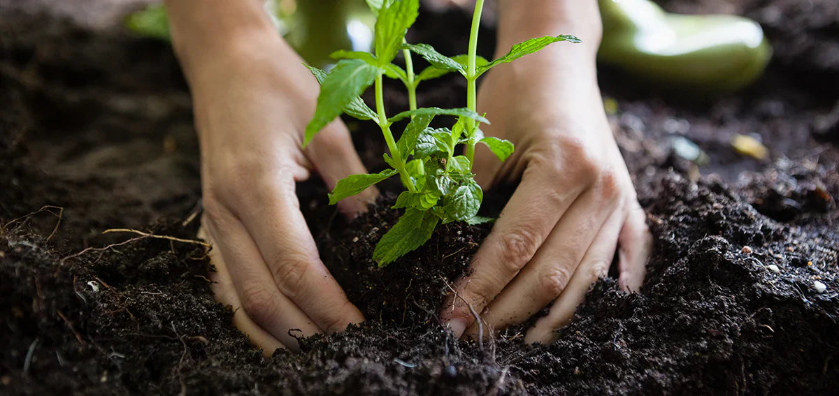 Why Are Minerals So Important