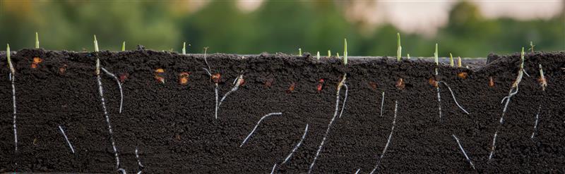 Seeds germinating in dark soil, illustrating soil depletion and the nutrient gap clean supplements aim to fill.