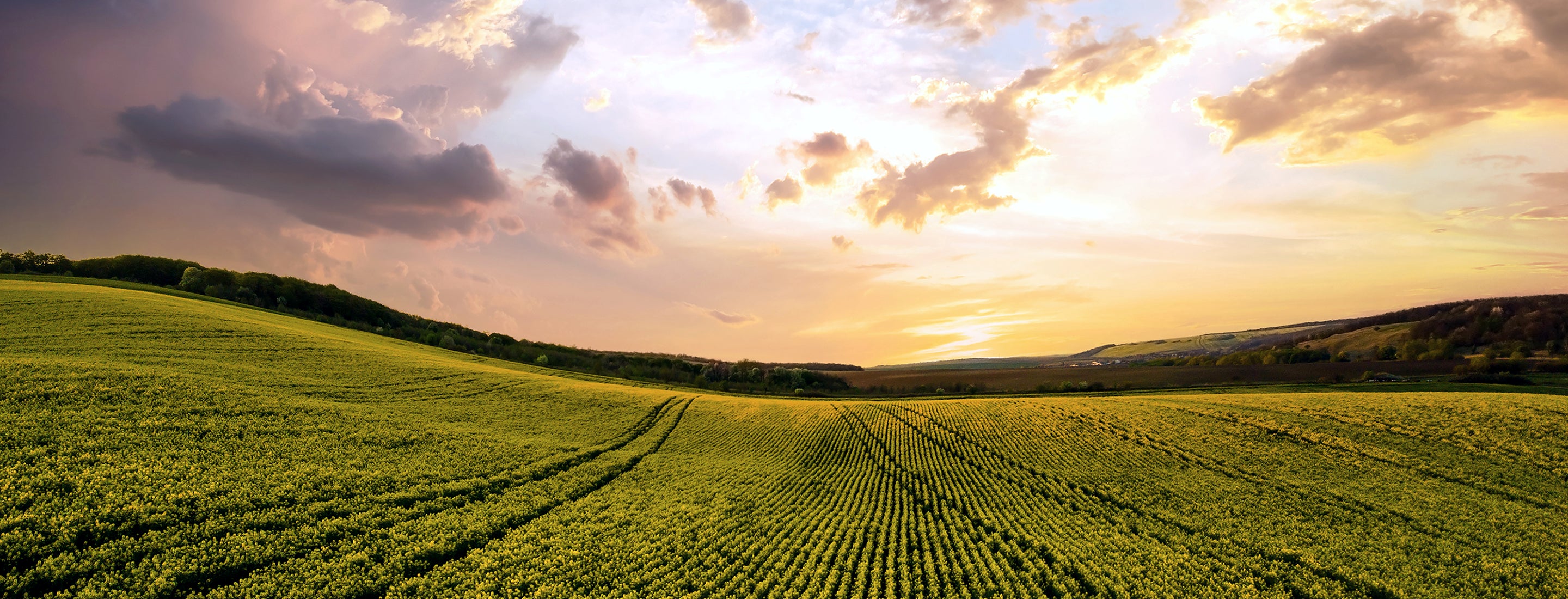 Banner image of green field and sunset sky shown.